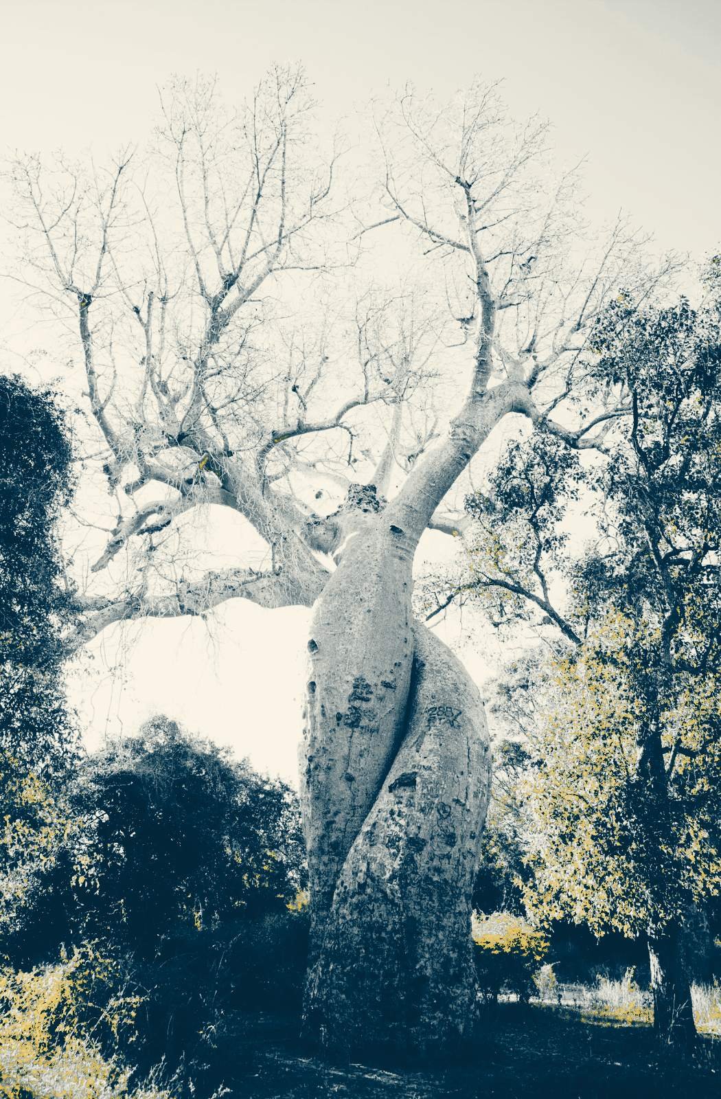 Baobab at dusk